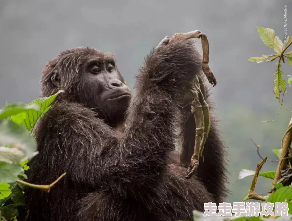 非洲一级黑寡妇毛片：全球关注的生物多样性保护与生态平衡问题引发热议，专家呼吁加强国际合作应对气候变化挑战
