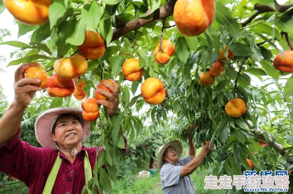 水蜜桃着＊，今年丰收季节果农喜获丰收，市场需求激增价格上涨引发消费者关注