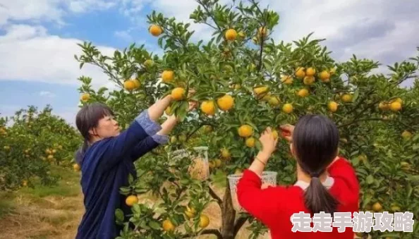 水蜜桃着＊，今年丰收季节果农喜获丰收，市场需求激增价格上涨引发消费者关注