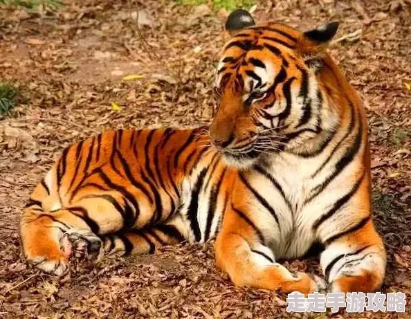 四虎国产精品免费观看：震惊！这一平台竟然曝光了大量未成年人不当内容，引发社会广泛关注与讨论！