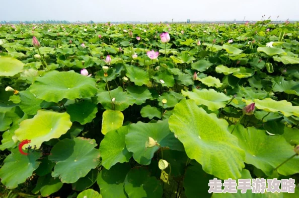 春潮玉露如诗意境美妙绝伦的自然景观描绘