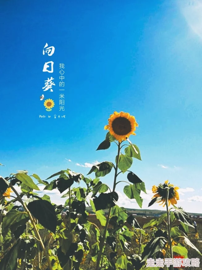 逢迎瞰雾向阳而生欣然归来勇敢追梦拥抱未来每一步都充满希望