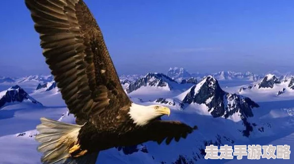 欧美大鸟让我们一起追求梦想，勇敢面对挑战，创造美好未来