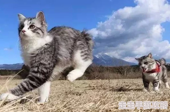 9797色交给你了！奇迹猫团携手共创美好未来，勇敢追梦不放弃