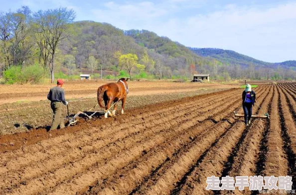 迎合疯狂肉伦耕耘播种产量喜人持续高涨需求旺盛市场火爆 迎合疯狂肉伦耕耘播种产量喜人持续高涨需求旺盛市场火爆