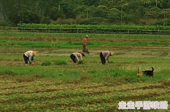 迎合疯狂肉伦耕耘播种产量喜人持续高涨需求旺盛市场火爆 迎合疯狂肉伦耕耘播种产量喜人持续高涨需求旺盛市场火爆