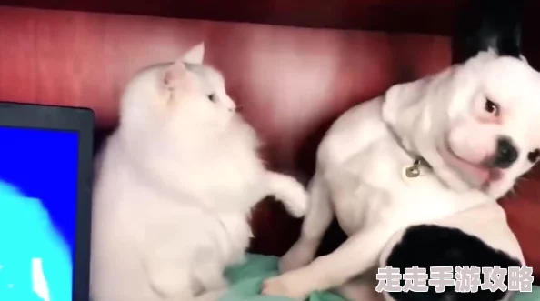 日美videosdesexo动物更新至第5集新增精彩片段