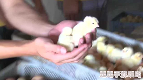 美女插鸡养殖场今日新增百只小鸡顺利孵化