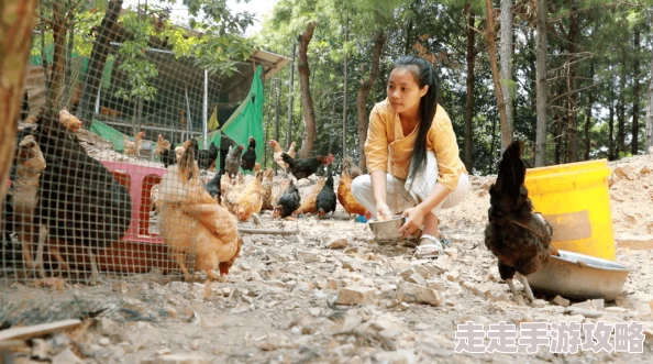 美女插鸡养殖场今日新增百只小鸡顺利孵化