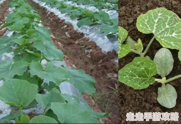 又大又粗又硬又爽又黄种植的南瓜喜获丰收引来众多游客参观