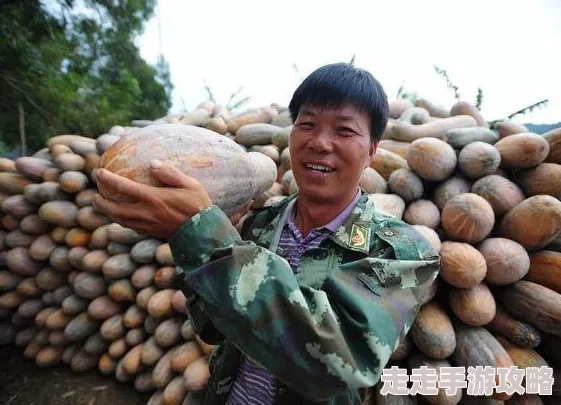 又大又粗又硬又爽又黄种植的南瓜喜获丰收引来众多游客参观