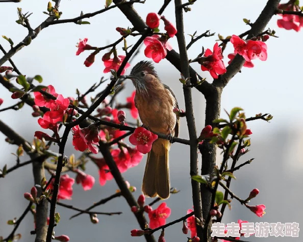 海棠线上密码是玉兰花开鸟鸣时分