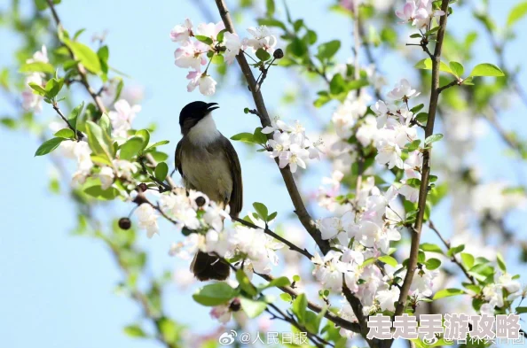 海棠线上密码是玉兰花开鸟鸣时分