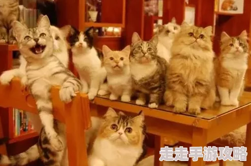 小茹和小黄两人决定一起创业开一家猫咪主题咖啡馆