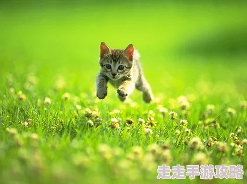 快猫记录世界纪录你情欲絮语心灵相通共创美好未来