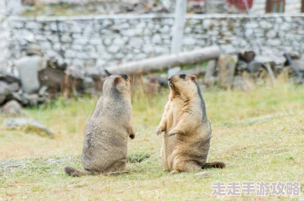 3D假日牧场惊现神秘土拨鼠疑似网红秘密约会地点 3D假日牧场惊现神秘土拨鼠疑似网红秘密约会地点