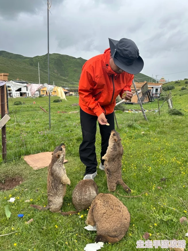 3D假日牧场惊现神秘土拨鼠疑似网红秘密约会地点 3D假日牧场惊现神秘土拨鼠疑似网红秘密约会地点