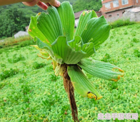 往花心里倒红酒浪费粮食行为引网友热议呼吁停止这种不良风气