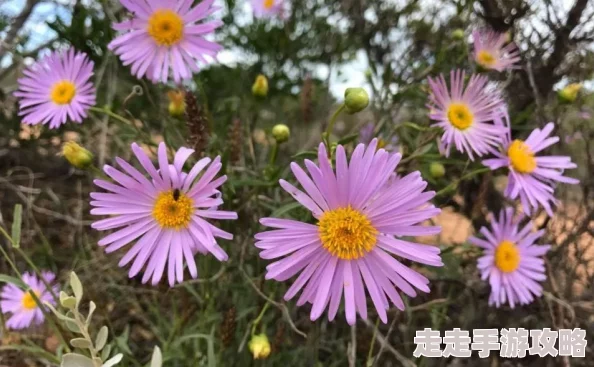 野花影院手机观看资源丰富更新及时画质清晰流畅度高方便快捷