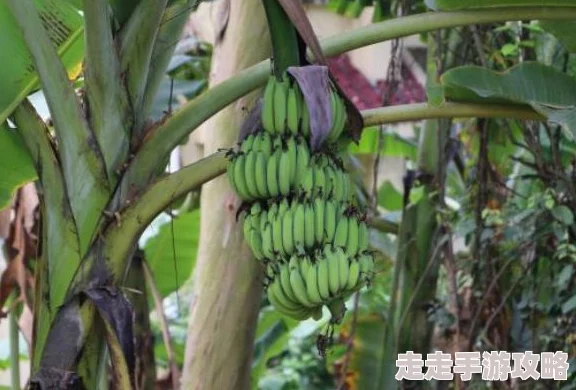 狼人香蕉成熟期缩短培育出新品种甜度更高抗病性更强