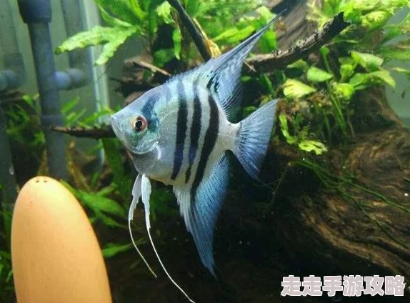 亚洲小视频惊现罕见白化孔雀开屏瞬间 亚洲小视频惊现罕见白化孔雀开屏瞬间