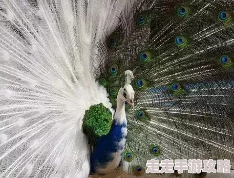 亚洲小视频惊现罕见白化孔雀开屏瞬间 亚洲小视频惊现罕见白化孔雀开屏瞬间
