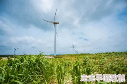 微微草探寻其生命力顽强适应性强以及在不同环境下的生长特点 微微草探寻其生命力顽强适应性强以及在不同环境下的生长特点