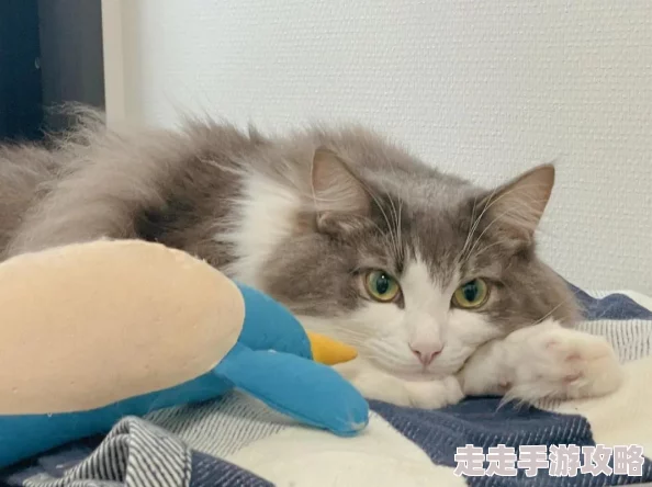 追她上乖黑暗森林的小说免费阅读完整版《追她上乖黑暗森林》限时免费所有章节解锁