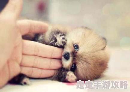 日日撩人知情人士透露她私下超迷恋可爱小动物还喜欢收集古董香水瓶