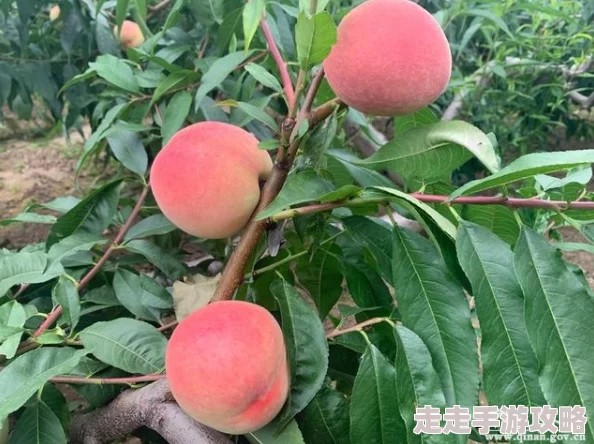 毛茸茸蜜桃网页版现已推出手机版和PC版下载提供高清资源和在线观看