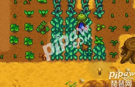 星露谷物语春天种植攻略：揭秘最值钱作物与高效赚钱爆料