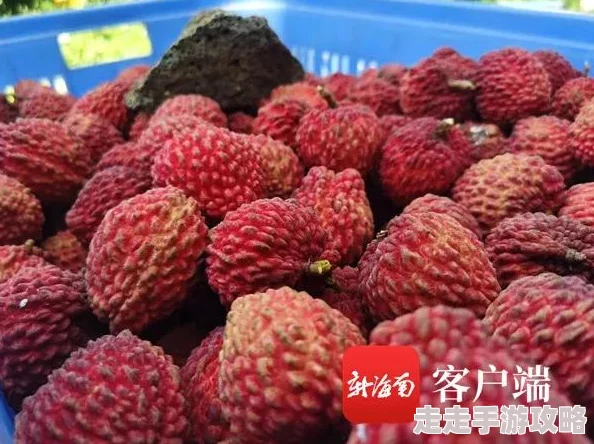 七日世界火山区域金色食谱隐藏位置与获取攻略爆料