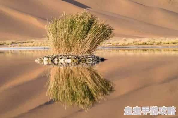 黑色沙漠国服收费模式揭秘：内购为主，2025年1月将停运